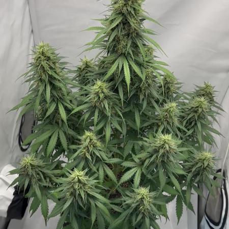Glue Gelato auto