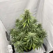 Glue Gelato auto