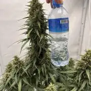 Glue Gelato auto