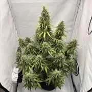Glue Gelato auto