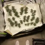 Orange sherbet auto