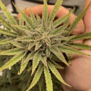 Orange sherbet auto