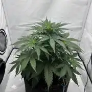 Glue Gelato auto