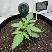 Glue Gelato auto