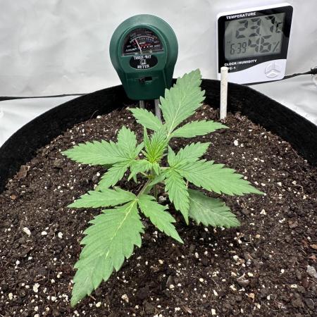 Glue Gelato auto