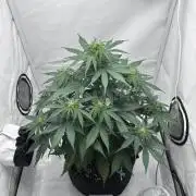 Glue Gelato auto