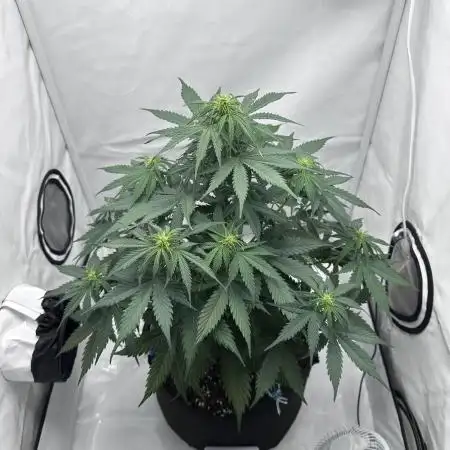 Glue Gelato auto
