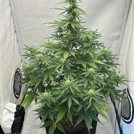 Glue Gelato auto
