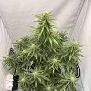 Glue Gelato auto