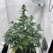 Glue Gelato auto