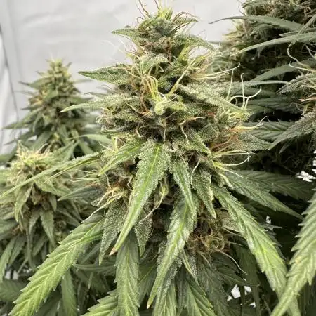 Glue Gelato auto