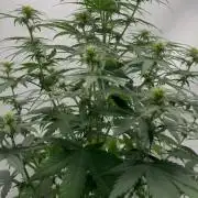Glue Gelato auto