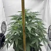 Glue Gelato auto