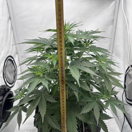 Glue Gelato auto