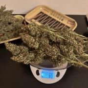 Glue Gelato auto