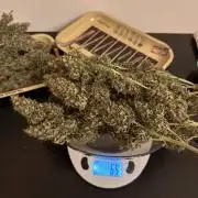 Glue Gelato auto