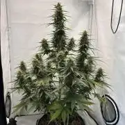 Glue Gelato auto