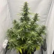 Glue Gelato auto