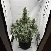 Glue Gelato auto