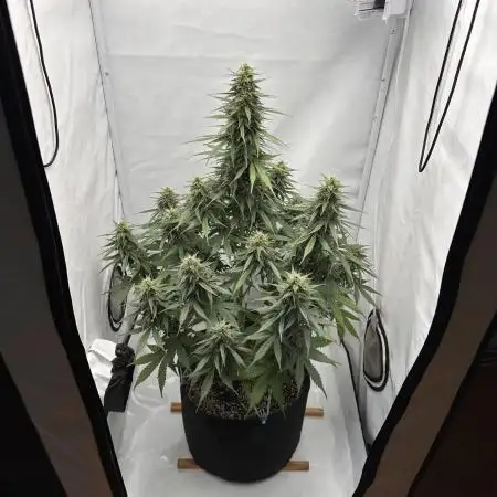 Glue Gelato auto