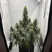 Glue Gelato auto