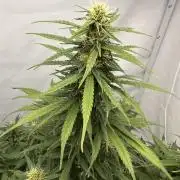 Glue Gelato auto
