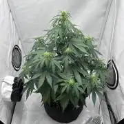 Glue Gelato auto