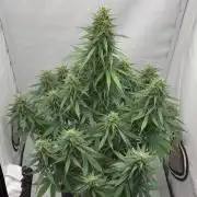 Glue Gelato auto