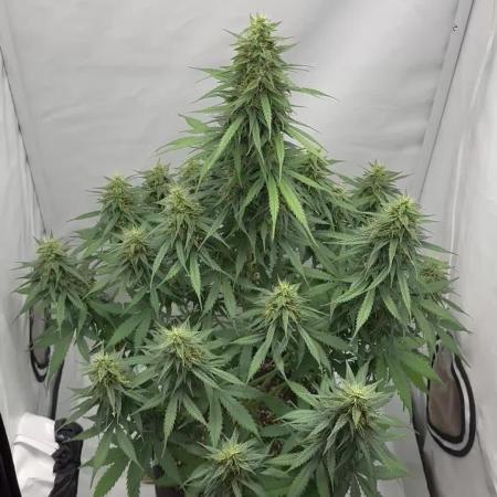 Glue Gelato auto