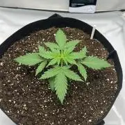 Glue Gelato auto