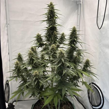 Glue Gelato auto