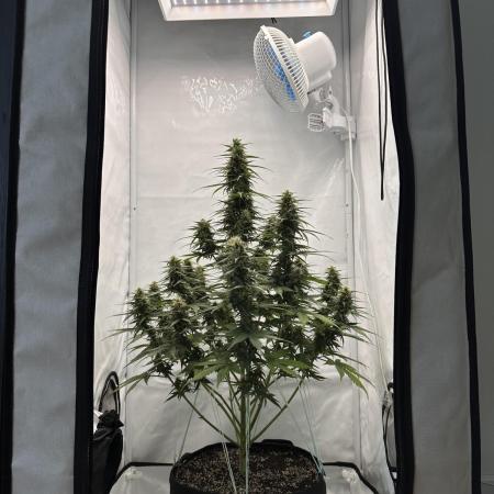 Glue Gelato auto