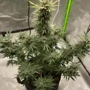 Orange sherbet auto