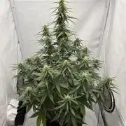 Glue Gelato auto