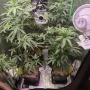 Elite Clones Gh WC Icc