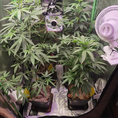 Elite Clones Gh WC Icc