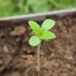 Oreoz USA - Kannabia Seed Company