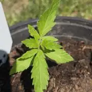 Amnesia Haze Go Fast by Kannabia 2026
