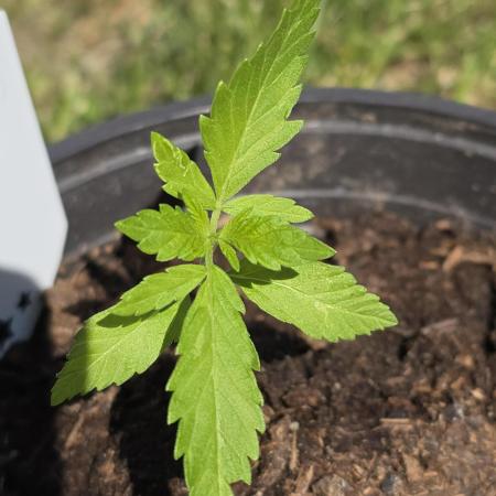 Amnesia Haze Go Fast by Kannabia 2026