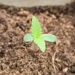 Monster Maker - Sweet Seeds