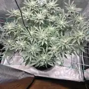 LFG barneys farm