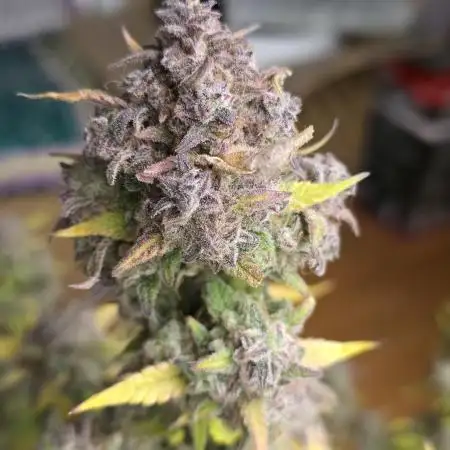Papaya cookies fast bud