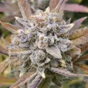 Gorilla cookies fast bud