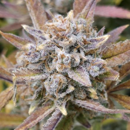 Gorilla cookies fast bud