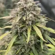 Gorilla cookies fast bud