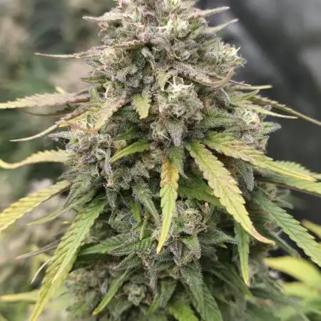 Gorilla cookies fast bud