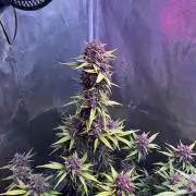 Lemon cherry cookies fast bud