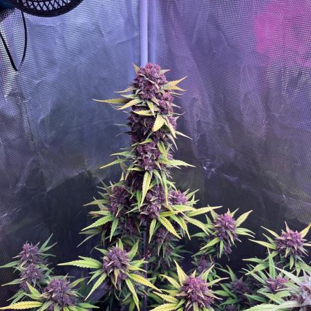 Lemon cherry cookies fast bud