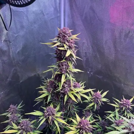Lemon cherry cookies fast bud