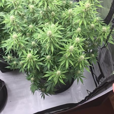 Gorilla cookies fast bud